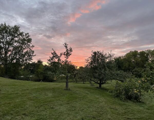 The Old Mill Orchard